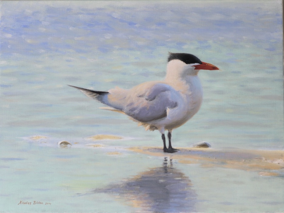 NIcolas Dillon | Evening Water  Caspian Tern | oil on canvas | McAtamney Gallery | Geraldine NZ